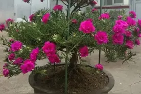 山东大哥爱养太阳花，6年养成老桩，年年开花像小树！图片