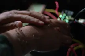 这里的蚊子有多毒？连警犬都扛不住了！图片
