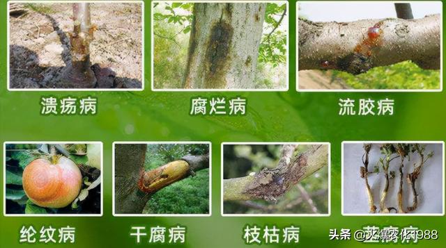 溃疡病、流胶病、腐烂病...全面爆发！科学用药能解决！抓紧防治