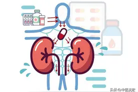肾虚到底是个啥？跟西医的肾一样嘛？中医：肾是个“体系网”图片