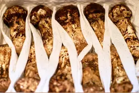 松茸好吃，但保鲜比较困难，想要一年都有新鲜松茸吃，就这样存放图片