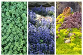 亲测三年，长沙花境最常用的6种低矮匍匐型地被植物应用避雷指南图片