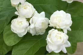 茉莉花界的“贵族”—宝珠茉莉，花大香浓，多季开花，你值得拥有图片