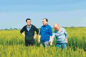 乌鲁木齐：“羊脂玉米”飘香米东盐碱地 水稻软米新品种“新粳软2号”成功培育图片