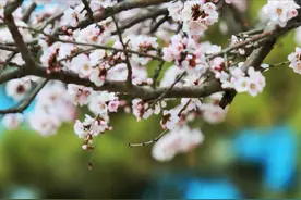 春光正好～青城喊你走出家门图片