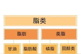 健康训练之------脂类图片