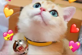 老一辈常说：“旺家猫”，一般有这些特征，养过的都懂图片