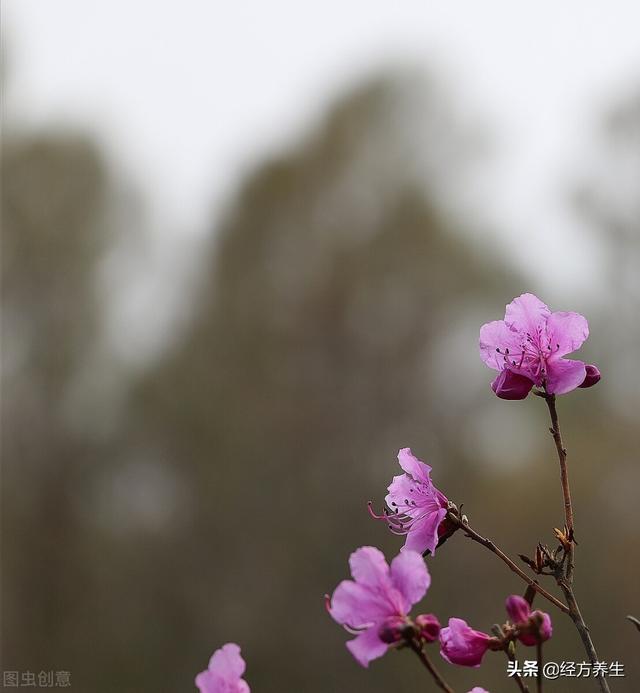 伤寒论方剂计量换算的问题和一些煎药的常识