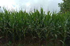 极简生活——玉米皮当屉布，简单不粘，省事还好用图片