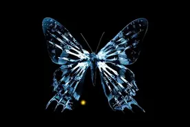 和动物有关的“趣味”心理效应！图片