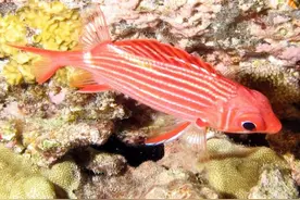 海南菜市场鱼图鉴——将军甲图片