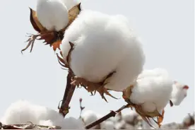 然牌家纺：聚酯纤维和棉哪个好，怎么区分聚酯纤维和棉呢？图片