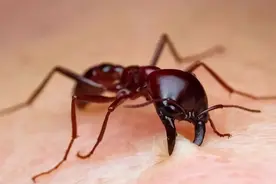 红火蚁入侵12省400多县区，比毒蛇更可怕！应该如何防治？图片