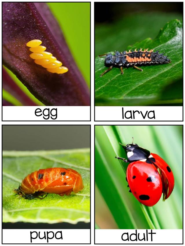 С��ѧ��̽��ϵ��֮�������׻�زİ�