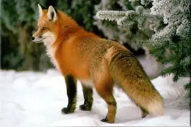 1988年，湖南岳阳田鼠泛滥成灾，26只狐狸进村，3天咬死6800只鼠图片