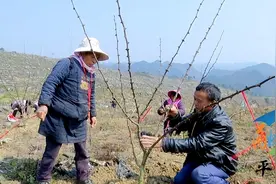 平塘：春日花椒管护有讲究图片