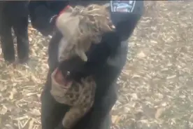生物多样性之美∣“小花猫”被困化粪池，西藏林芝移民管理警察暖心救助图片