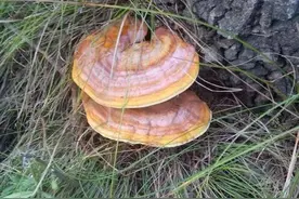 荒野生活探秘：神奇灵芝的形态特征与生长环境图片