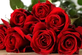 玫瑰不仅代表爱情，也曾染上鲜血引发战争图片