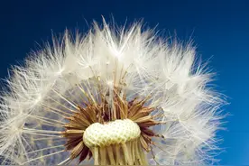 蒲公英能杀死癌细胞，消除甲状腺结节？是真相还是谣言图片
