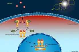 糖皮质激素类药物临床应用指导原则(2023版)图片