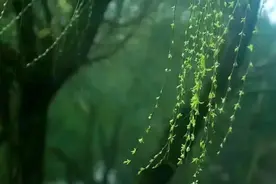 “折柳”寄情，春回大地！除了送别寓意，柳树其实全身都是宝图片