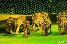 五一去哪玩？广西“小长隆”竟拥有500头老虎，还能与萌物互动图片