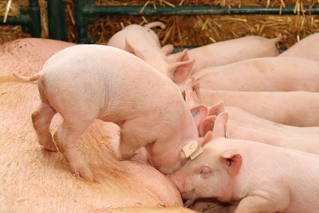 猪饲料中钙磷比例多少合适？猪饲料中添加什么长得快？本文告诉你