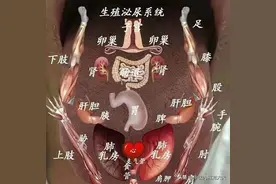 舌诊与五脏的关系第五篇：舌根与肾图片