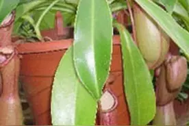 寓意吉祥的风水植物，你知道吗？图片