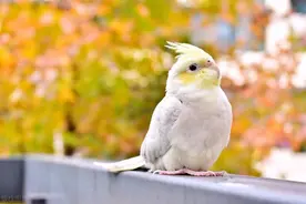 玄凤对比小太阳，应该养哪种？看完全明白了！图片