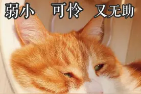 在猫咪眼里，所谓“人间美味”，就是这几种食物图片