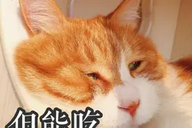 在猫咪眼里，所谓“人间美味”，就是这几种食物图片