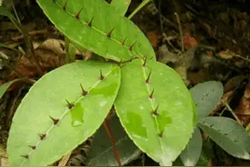植物如其名，人称“两面针”，看上去就不平凡，你是否见过它？图片