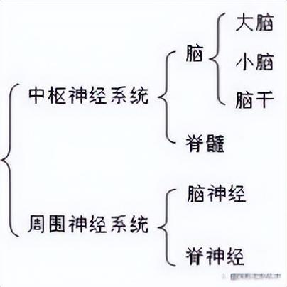 高中生物-人体内环境稳态的生理意义及调节