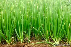 栽培葱和韭菜用什么肥料好？有哪些种植小窍门？别再做错了图片