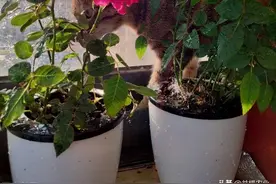 复合肥可以兑水浇花吗？复合肥可以用来给花施肥吗？图片