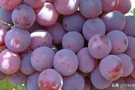 你知道吗，葡萄皮营养价值居然这么高？图片