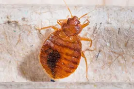 床垫上的木虱虫咬人危害大，除虫大作战，教你怎么灭杀床上木虱虫图片