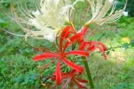 彼岸花、曼珠沙华与石蒜图片