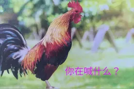 我猜你们也不知道早上公鸡为什么打鸣？图片