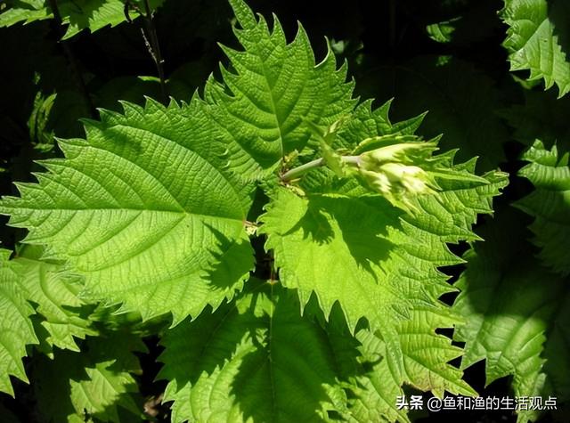 踏春必备“百草图”之三，身边那些有价值的野草，你能认识几种？