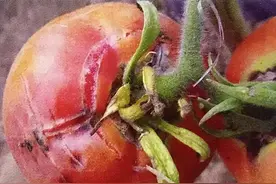 西红柿“裂果”多，主要是缺2种中微量元素，种植户别忽视图片