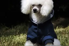 狗狗品种大全及图片 178个品种萌翻你的眼图片