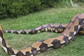 世界上最大的蛇，身长19米，轻松吞下一个成年人图片