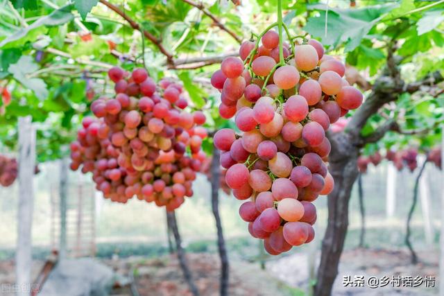 鎵€鏈夌摐鏋滀綔鐗╂灉瀹炶啫澶ф湡锛岀敤杩欎釜鍠蜂袱閬嶏紝鑶ㄥぇ蹇€佸浜у張濂藉悆