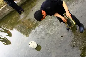 被误解的泥鳅，过去嫌脏拿来喂鸭，现在半斤15元，连内脏也能吃图片