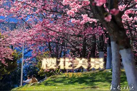 大理大学樱花｜等了三年的美景又回来了！不去看看吗？图片