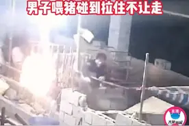 广西男子硬拽野猪当种猪！野猪和家养猪能否成功杂交？图片