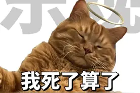 买了“猫用情趣用品”缓解猫发情！结果...它把我当它老公了图片